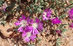 Drosanthemum hispidum