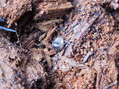 Glomeridae