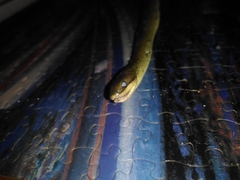 Erythrolamprus epinephalus albiventris