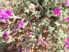 Drosanthemum hispidum