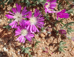 Drosanthemum hispidum