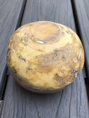 Brassica napobrassica