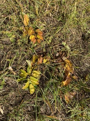 Sanguisorba officinalis