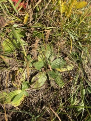 Plantago media