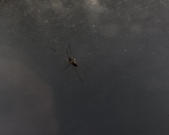 Steatoda grossa
