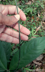 Sarcostigma kleinii