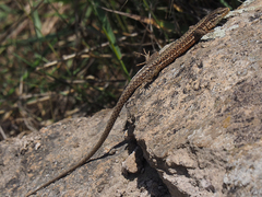 Darevskia defilippii