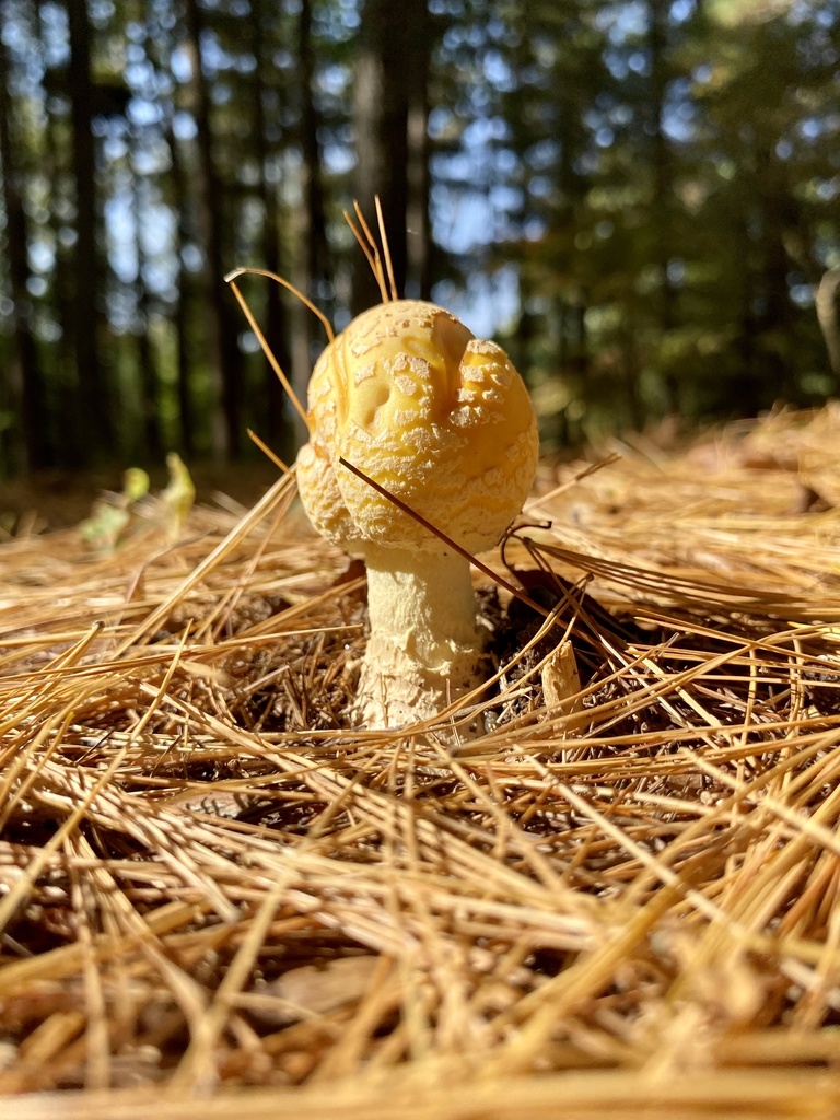 Amanita muscaria<br>11 October, 2021