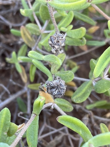Image of Drosanthemum speciosum by (c) Matt Berger, some rights reserved (CC BY)