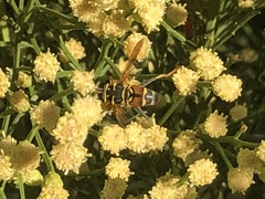 Meromacrus gloriosus