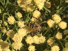 Meromacrus gloriosus