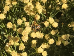 Meromacrus gloriosus