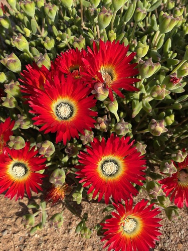 Image of Drosanthemum speciosum by (c) Matt Berger, some rights reserved (CC BY)
