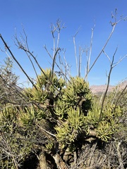Tylecodon wallichii