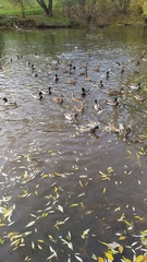 Anas platyrhynchos