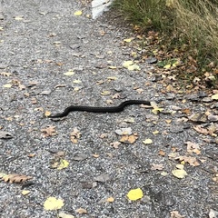Vipera berus berus