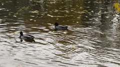 Anas platyrhynchos