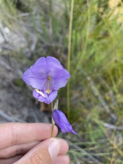 Gladiolus rogersii