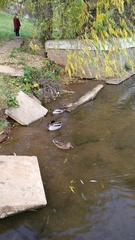 Anas platyrhynchos