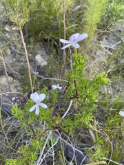 Pelargonium ternatum
