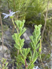 Pelargonium ternatum