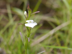 Striga angustifolia