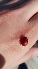 Gonioctena fornicata