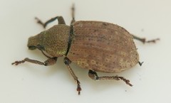 Barynotus obscurus