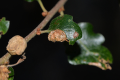 Neuroterus saltatorius