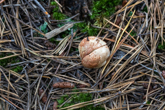 Rhizopogon rubescens