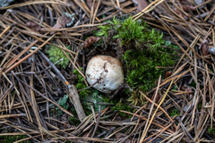 Rhizopogon rubescens