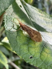 Halesus digitatus