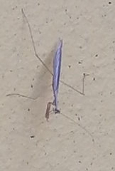 Bistanta mexicana