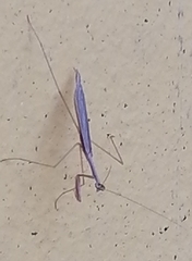 Bistanta mexicana