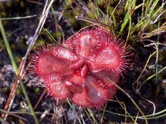 Drosera slackii