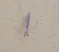 Bistanta mexicana