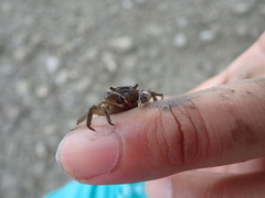 Hemigrapsus penicillatus