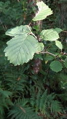 Alnus lusitanica