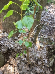 Magnoliopsida