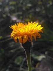 Hypochaeris uniflora