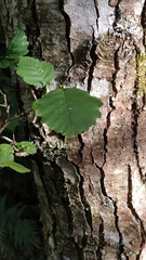 Alnus lusitanica