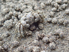 Scopimera intermedia