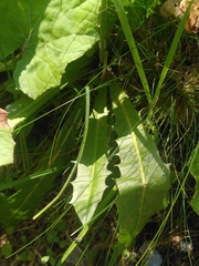 Hypochaeris uniflora