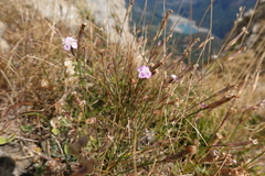 Dianthus benearnensis