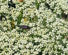 Astylus