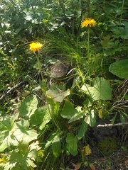 Hypochaeris uniflora