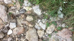 Anguis fragilis