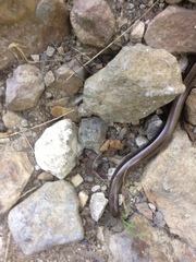 Anguis fragilis