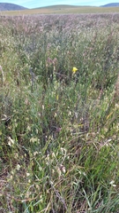 Ixia odorata odorata