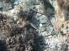 Symphodus doderleini